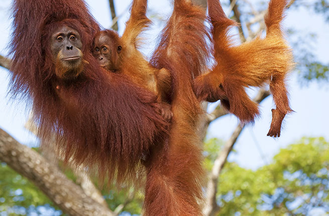 1-Borneo-Orangutans