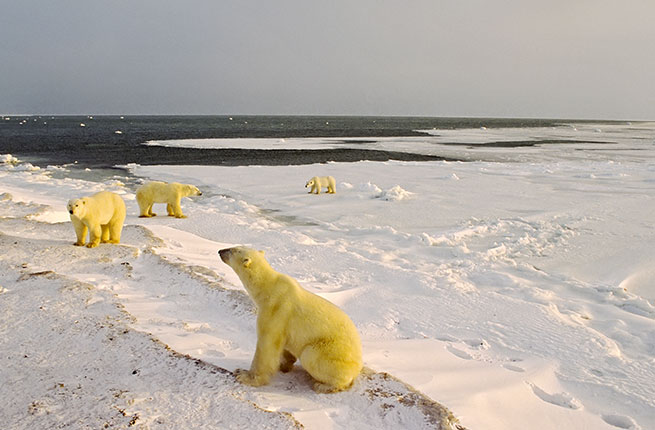 Polar bears gather on shore waiting for freeze up. Canadian Arctic.