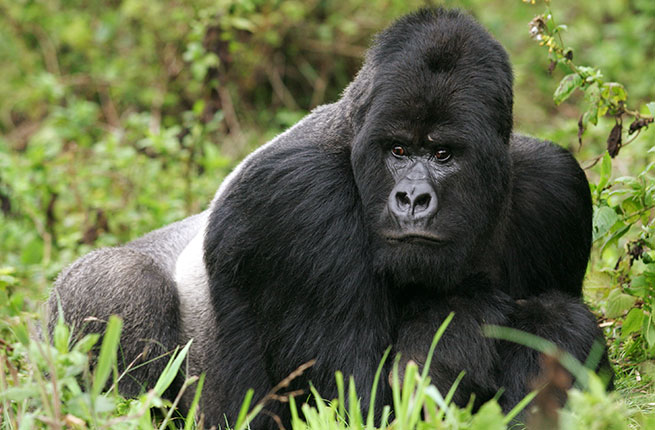 2-Rwanda-Mountain-gorillas