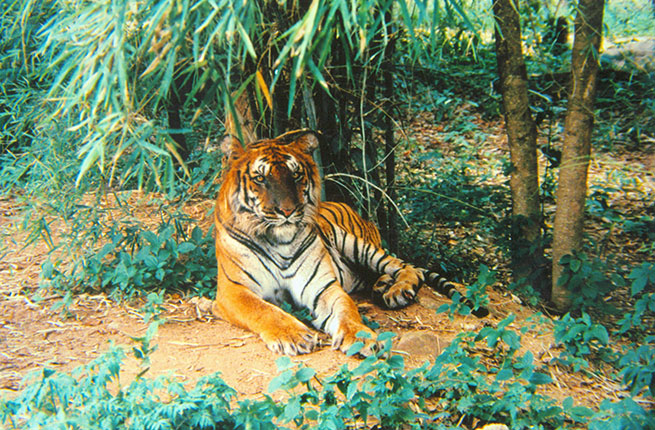 4-India-Tiger