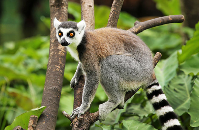 7-Madagascar-Ring-tailed-Lemur
