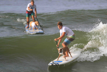 Nothing_to_see_here_just_a_dog_riding_a_surfboard