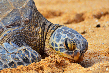Turtles_lay_their_eggs_on_the_beaches_of_Veracuz_150123181436_szT1WT