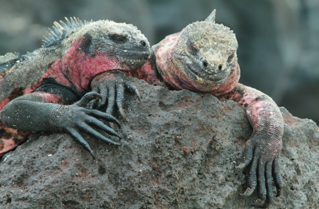 galapagos-iguanas