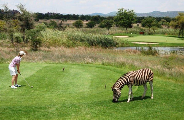 Golfers-Safari