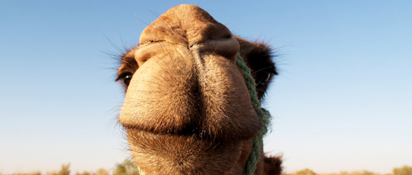 enjoy-a-camel-back-advent-8322