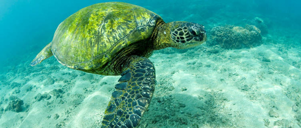green-sea-turtle-hawaii-3099